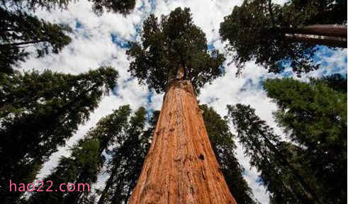 世界上最高的树 杏仁桉156米高堪称树木界的珠穆朗玛峰 