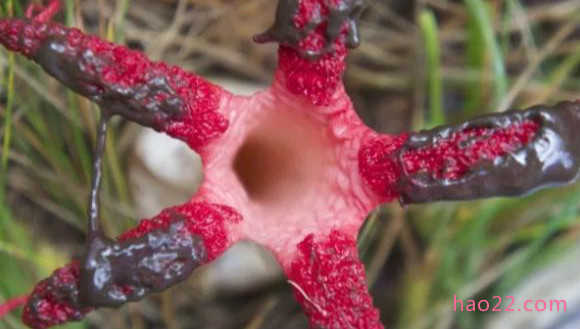 世界十大最像动物的植物 意大利红门兰酷似裸男！ 